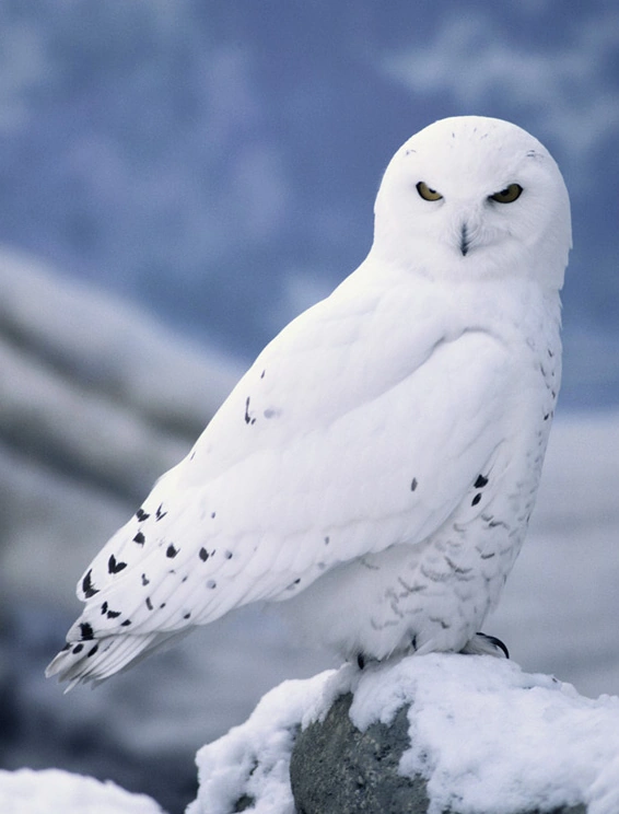 GC7BRZY Snowy Owls... Tundra (Traditional Cache) in Manitoba, Canada