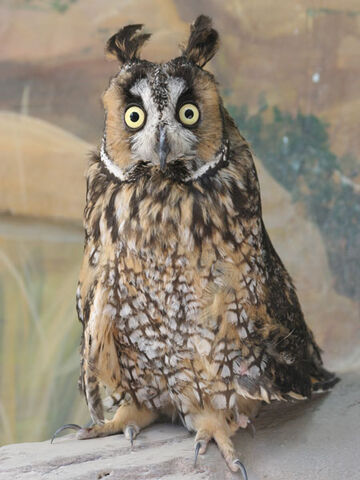 File:LongEaredOwl 17.jpg