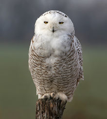 File:Snowy-owl3 (1).jpg