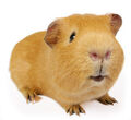 Thumbnail for version as of 16:35, October 10, 2010