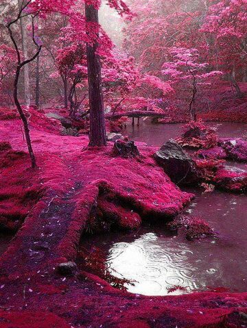 File:The pink lake.jpg