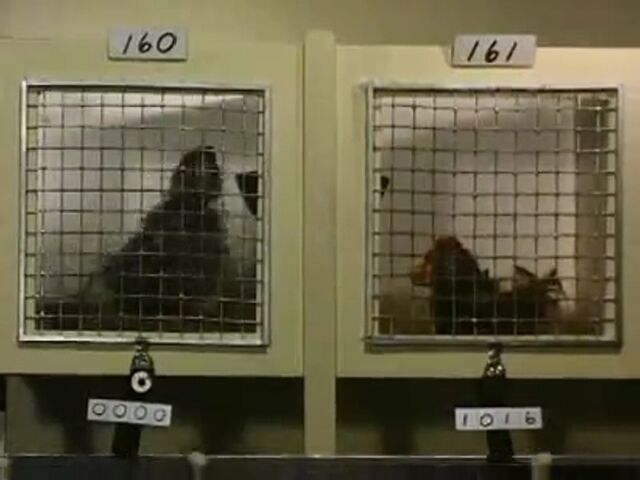 File:Tilly & Penny.jpg