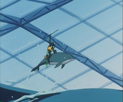 Dolphin Rider