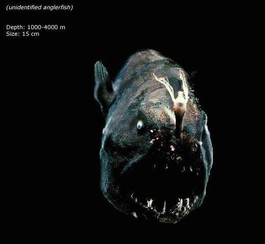 File:Anglerfish.jpg