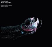 575px Dragonfish