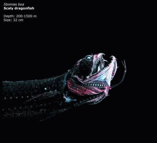 File:575px Dragonfish.jpg