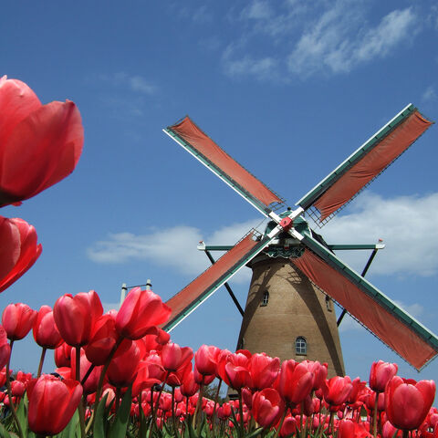File:Red tulips-245.jpg