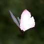 Riven Earth butterfly