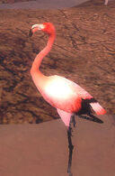 Troublesome Flamingo