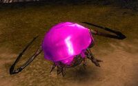 Rollerbeetle