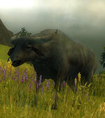 Water Buffalo