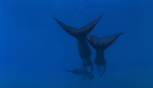 File:Swimming With Dolphin.png