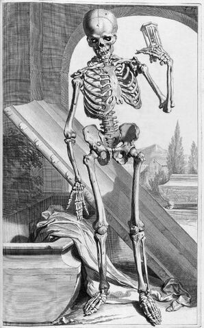 File:SkeletonGovardBidloo1690.jpg