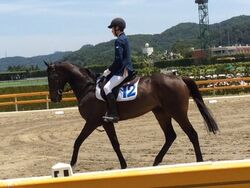 Tohoku (horse)