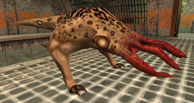 File:Bullsquid first.jpg