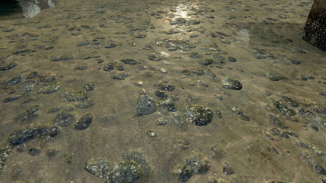 File:Barnacles LC real2.jpg