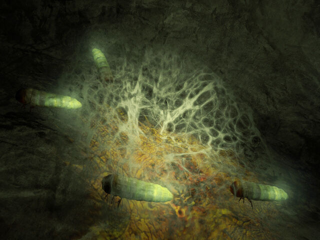 File:4web grubs.jpg