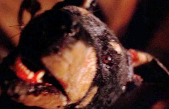 File:Max(dog) Death.jpg
