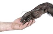 5570205-handshake-zwischen-menschlichen-und-monkey-hand-mixed-breed-zwischen-schimpanse-und-bonobo--20-jahre.jpg