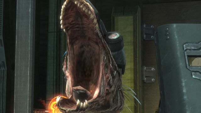 File:Kig-yar teeth.jpg