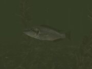 1223889383 Fishy