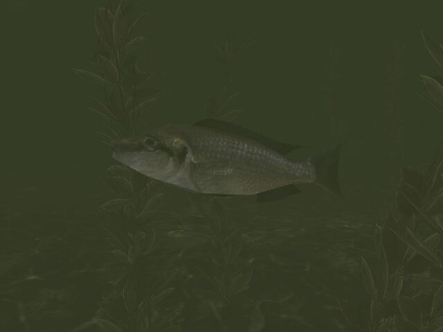 File:1223889383 Fishy.jpg