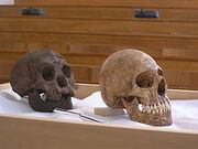 220px-H-floresiensis-Cretan-microcephalic.jpg