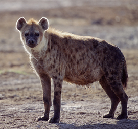 Hyena1