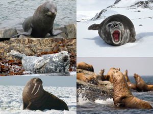 Pinniped collage