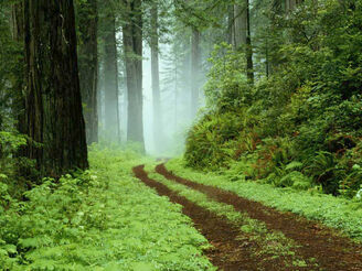 347718-forest