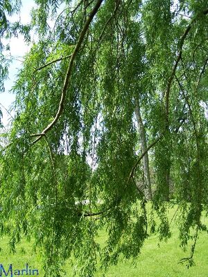 Golden weeping willow foliage1