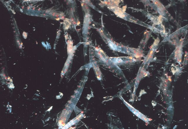 File:Krill swarm.jpg