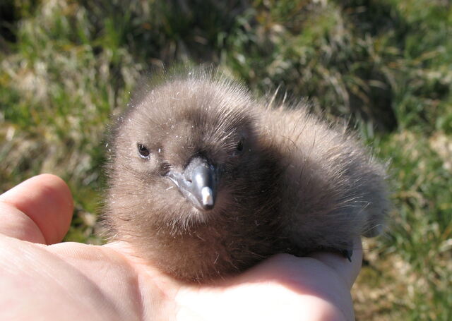File:Baby Skua.jpg