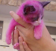 Pink-kitty