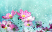 Images (8)