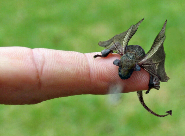 File:Little-dragon.jpg