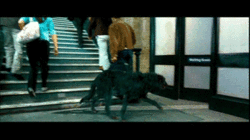 250px-Padfoot to Sirius Black.gif
