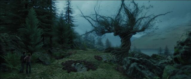 File:Whompingwillow.jpg