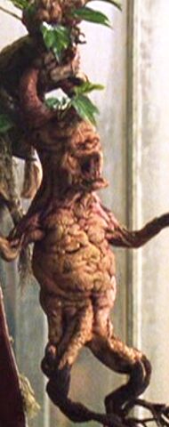 File:Mandrake3.jpg