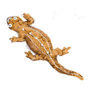 Ginger-newt-lrg