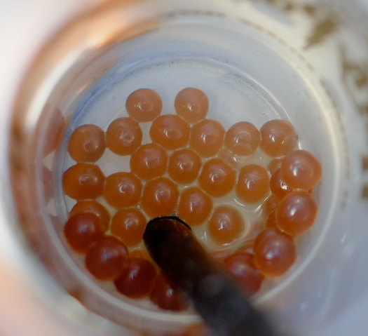 File:FishEggs.png