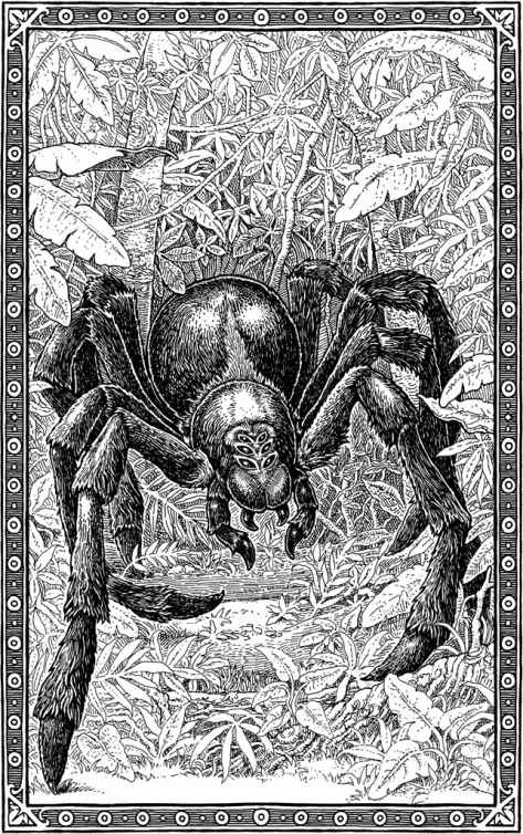 Acromantula | Harry Potter Wiki | FANDOM powered by Wikia
