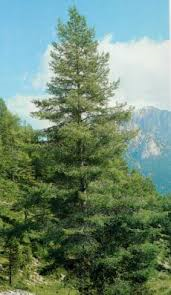 Pine