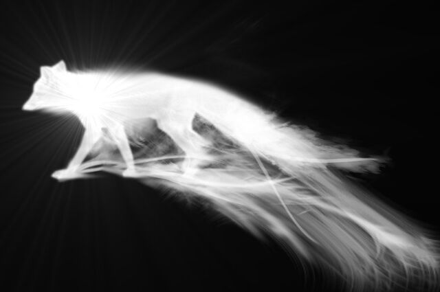 File:Fox Patronus by curiousity12.jpg