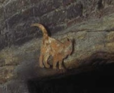 A cat