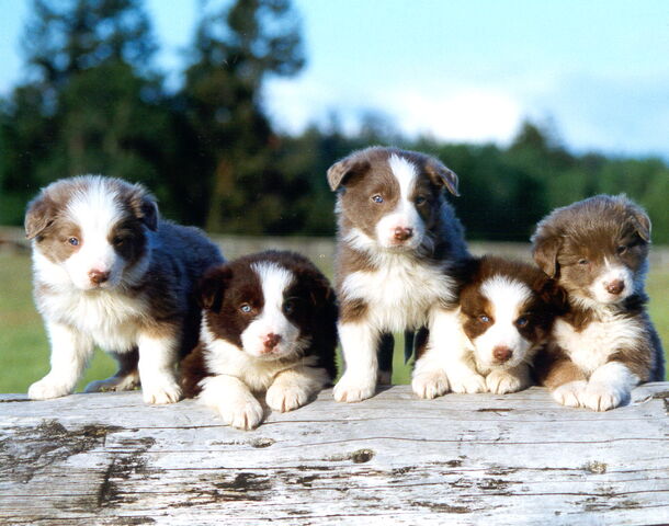File:Border Collie pups.jpg