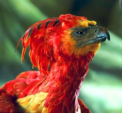 Fawkes