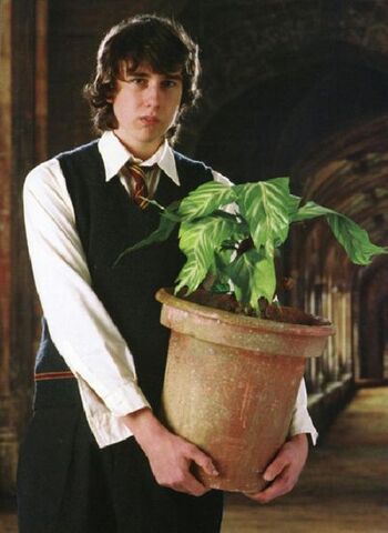 File:Neville Longbottom pianta.jpg