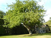 Appletree.png
