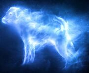Patronus Dog.jpg